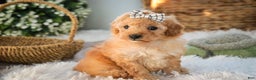 Miniature Poodle dogs for sale: Hailey - Ad 7