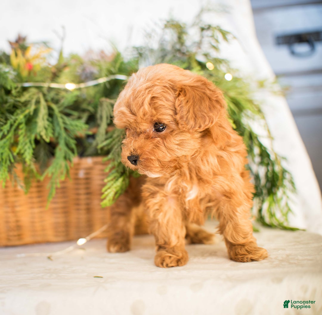 Miniature Poodle dogs for sale: Tiny Tim - Ad 11