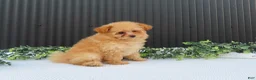 Pomeranian dogs for sale: Rusty 🐾 - Ad 12
