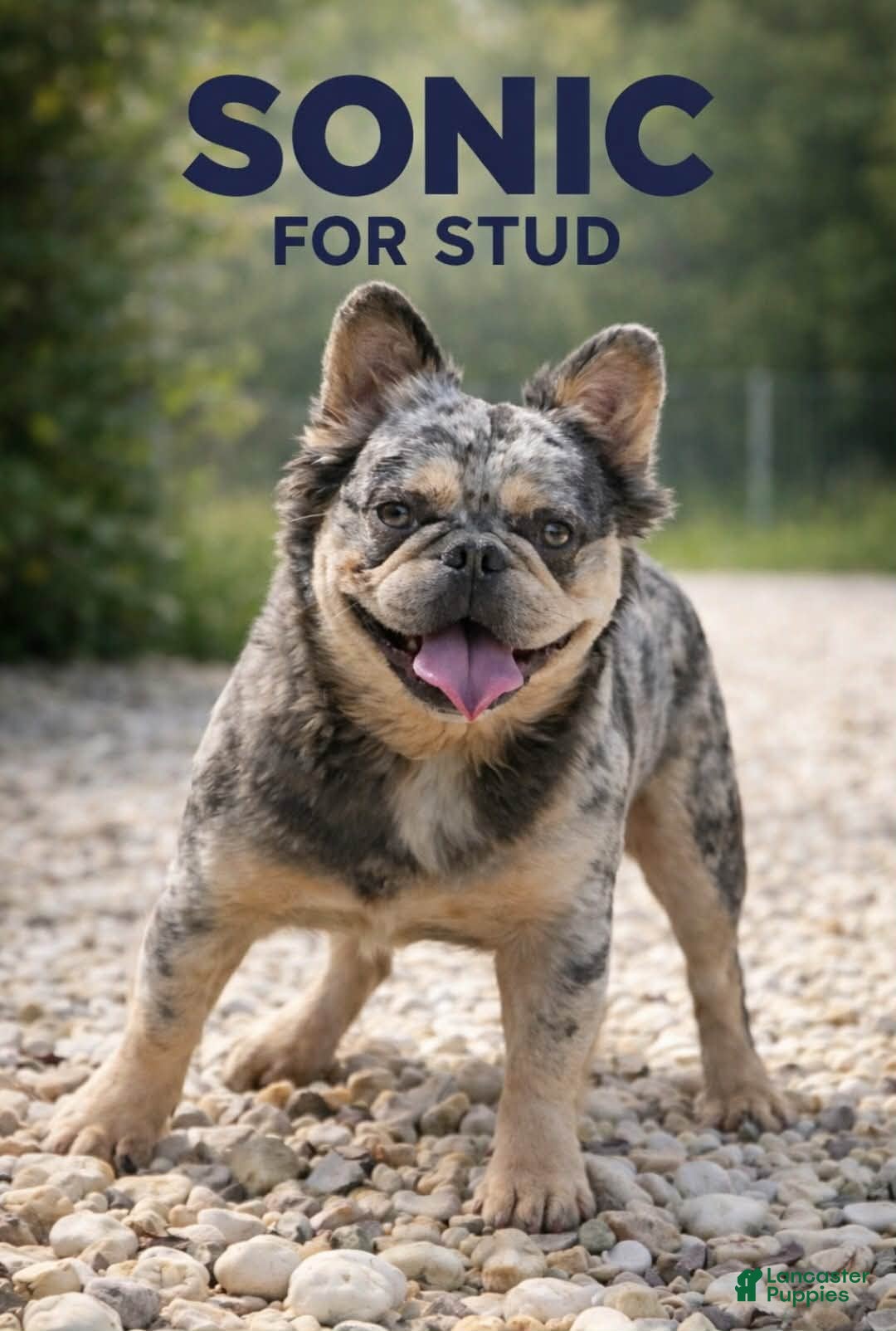 French Bulldog dogs French Bulldog 1 puppies - Ad 4