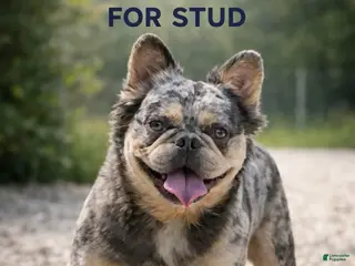 French Bulldog dogs French Bulldog 1 puppies - Ad 4