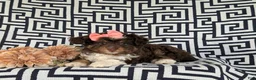 Aussiedoodle dogs for sale: Shayleigh Adult weight 16 lbs - Ad 5