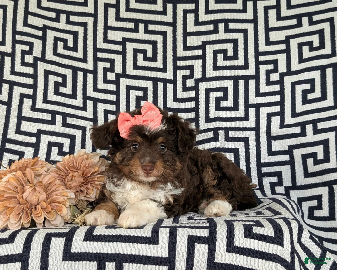 Aussiedoodle dogs for sale: Shayleigh Adult weight 16 lbs - Ad 5