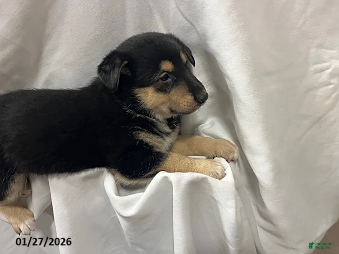 Mixed Breed dogs for sale: Ty  - Ad 3