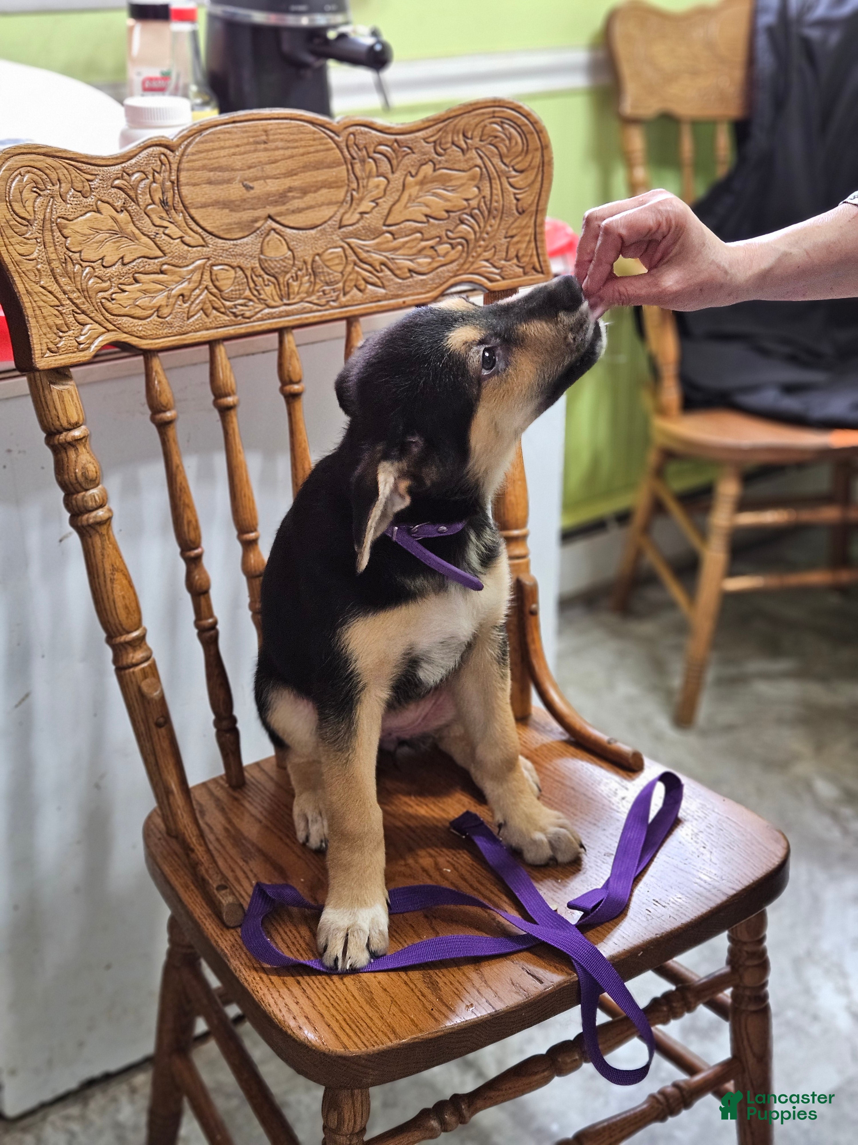 Mixed Breed dogs  Puppy 7 Purple - Ad 7