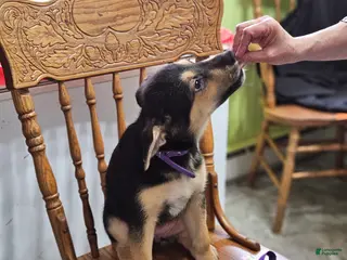 Mixed Breed dogs Puppy 7 Purple - Ad 13