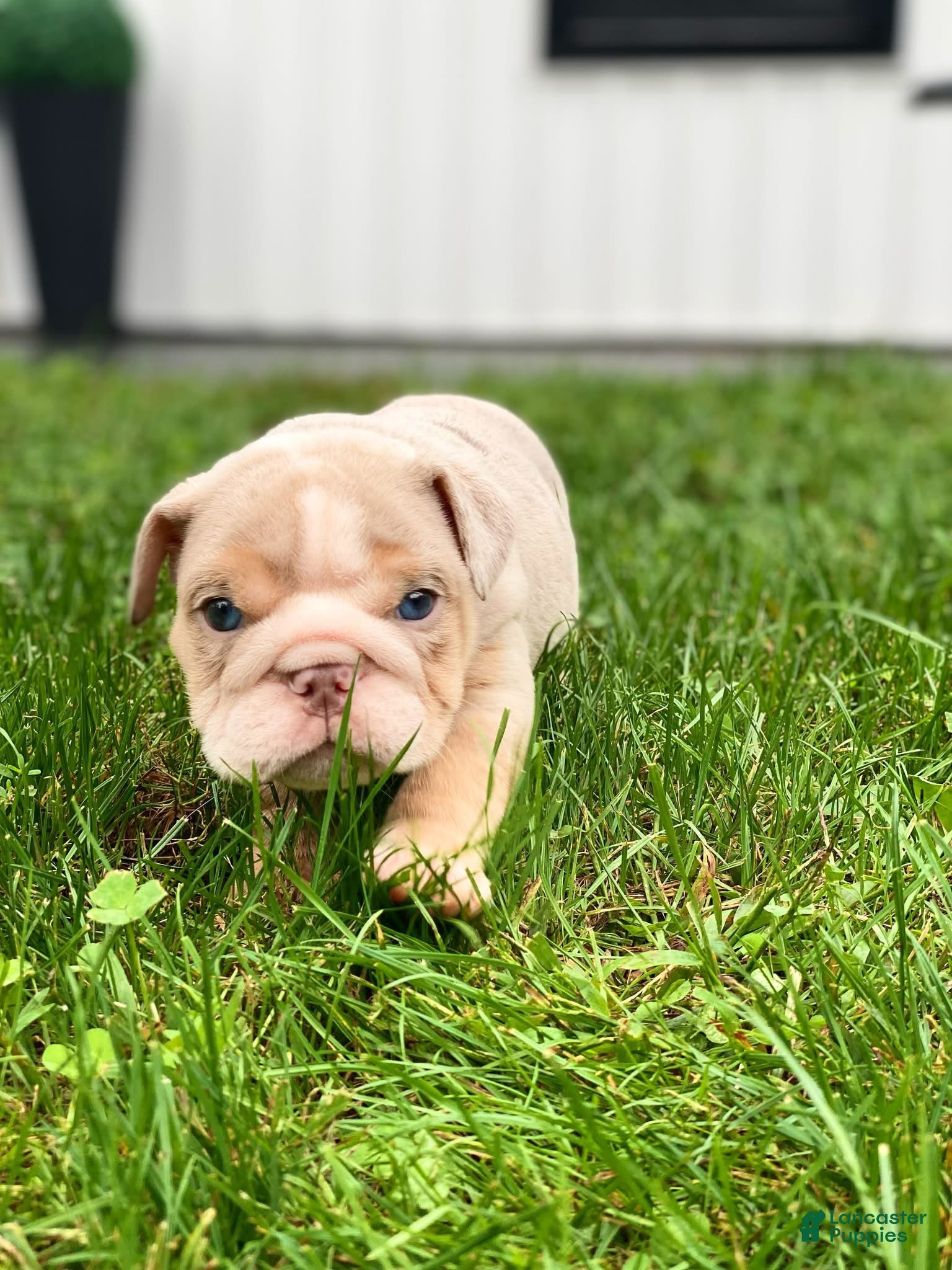 English Bulldog dogs Ricky - Ad 29