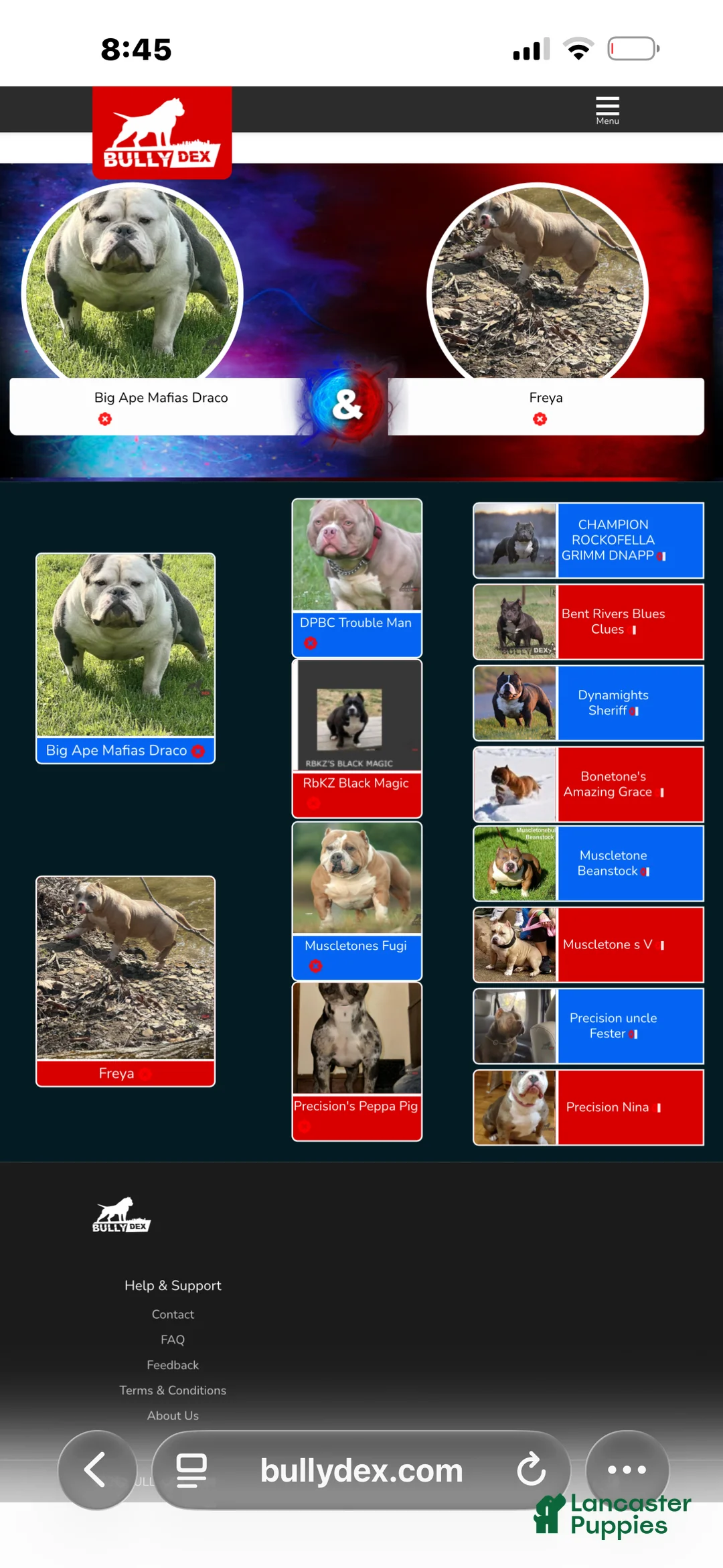 American Bully dogs for sale: American Bully Puppy 3 - Ad 4