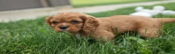 Cavalier King Charles Spaniel dogs for sale: Mocha 🐶✨ - Ad 8