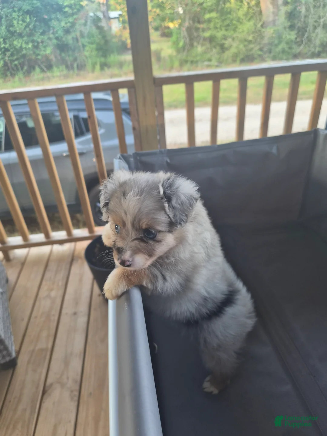 Toy Australian Shepherd dogs for sale: Grey merle  - Ad 2