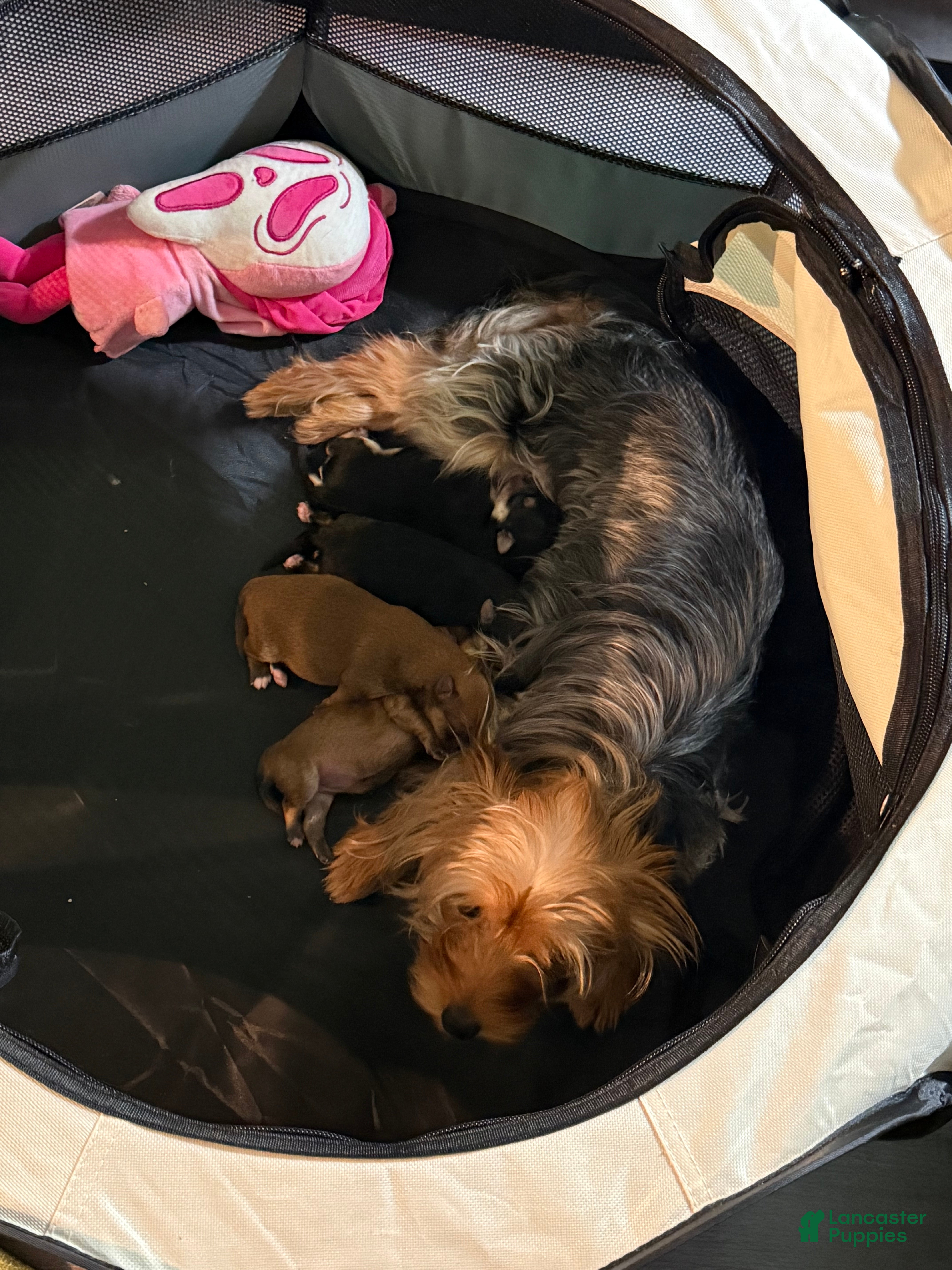 Morkie dogs Morkie 2 - Ad 35