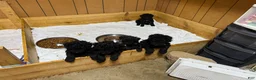 Standard Poodle dogs for sale: Blue boy - Ad 1