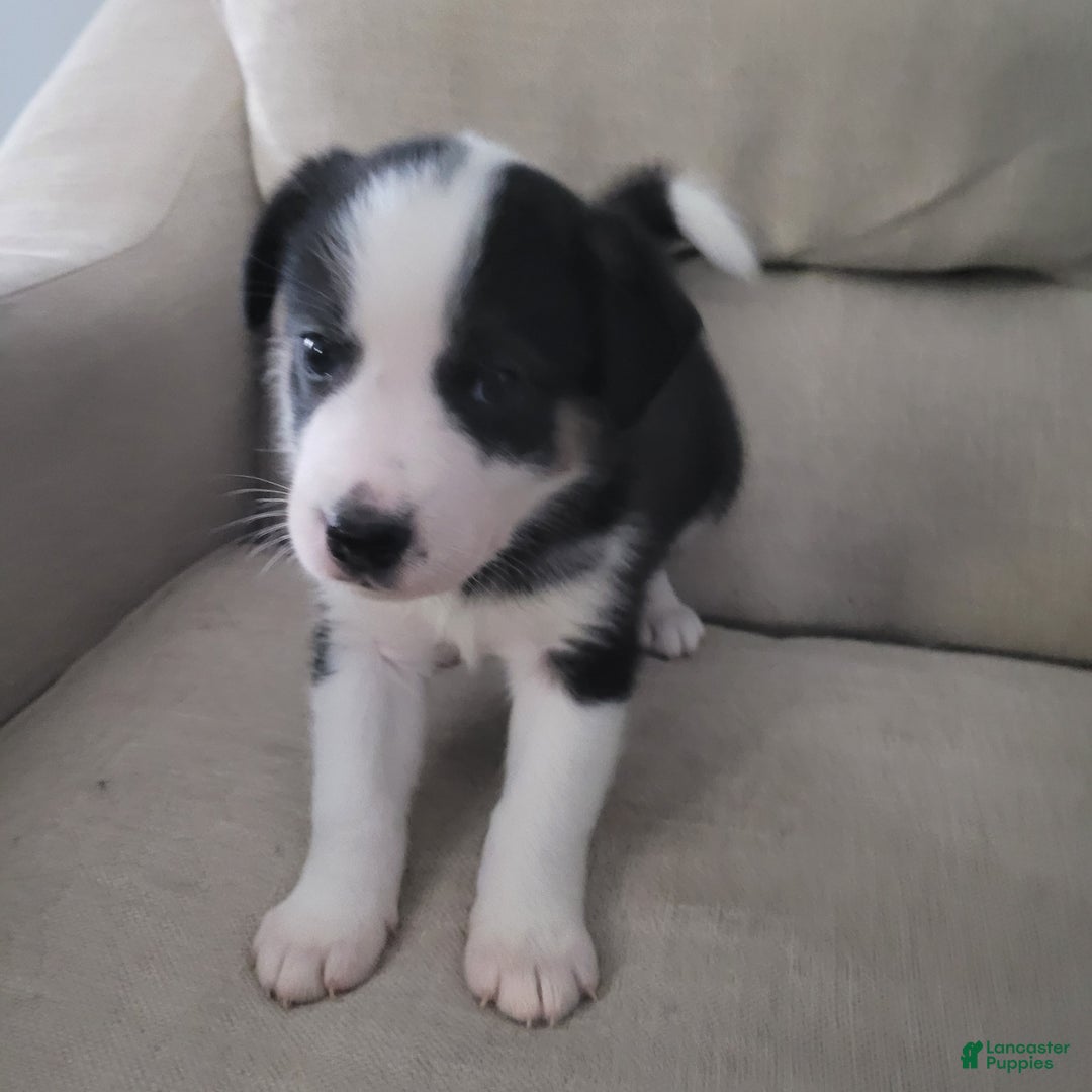 Mixed Breed dogs for sale: George - Ad 2