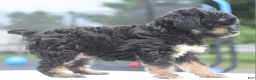 Toy Poodle dogs for sale: Molly - Ad 3