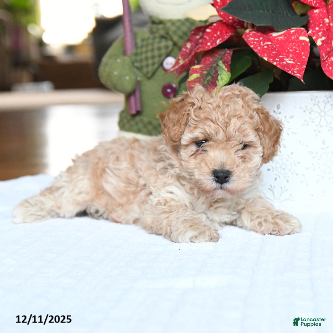Maltipoo dogs for sale: Tyler - Ad 3