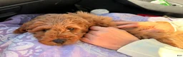 Toy Poodle dogs for sale: Wilbur - Ad 3
