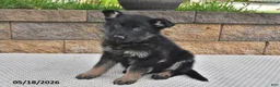 German Shepherd dogs for sale: Ollie - Ad 3