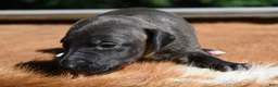 Italian Greyhound dogs for sale: Tess - Ad 1
