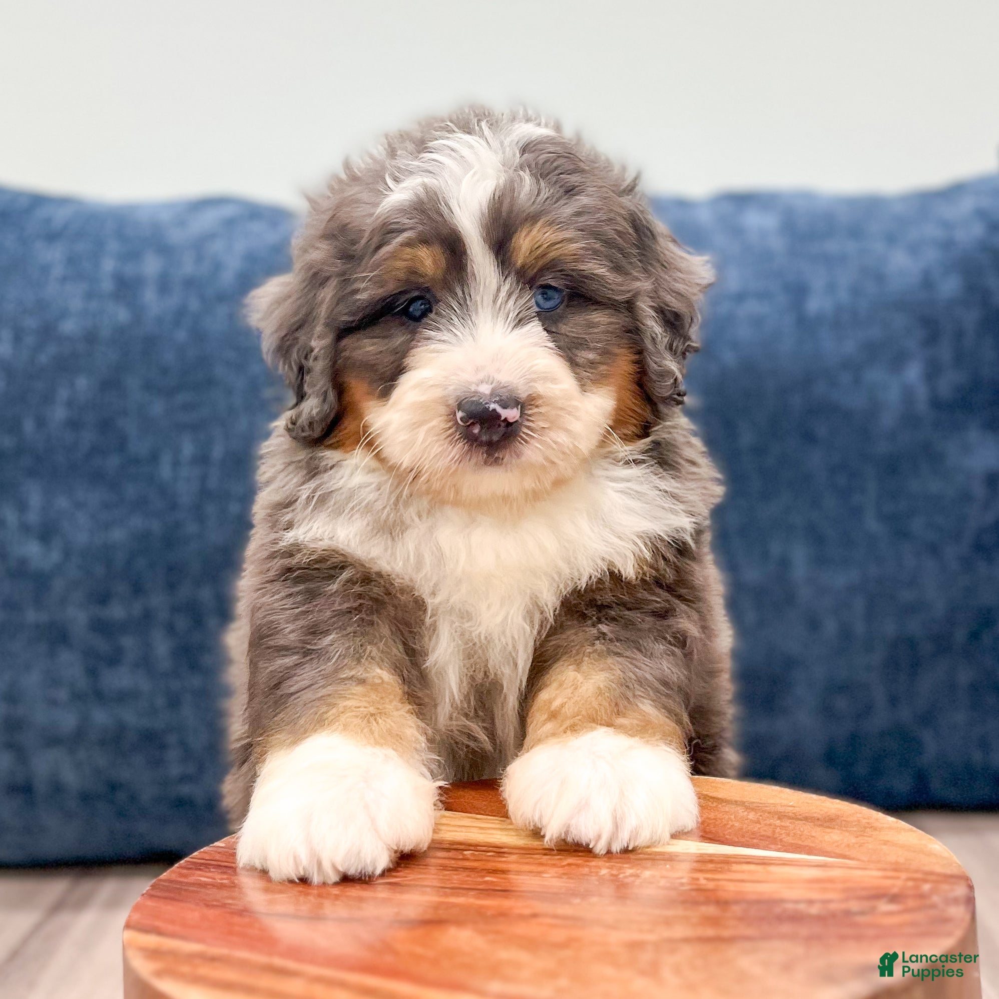 Mini Bernedoodle dogs Blaze - Ad 2