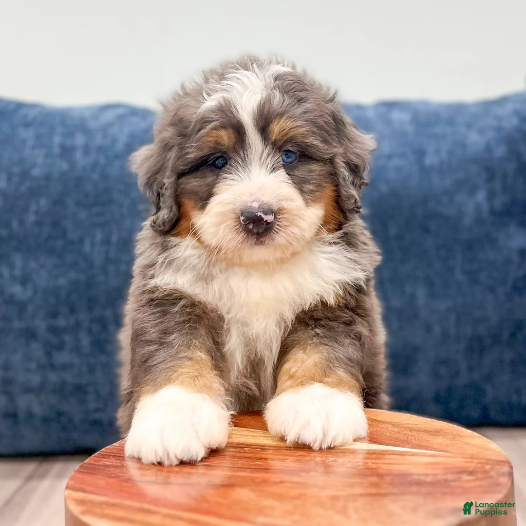 Mini Bernedoodle dogs for sale: Blaze - Ad 2
