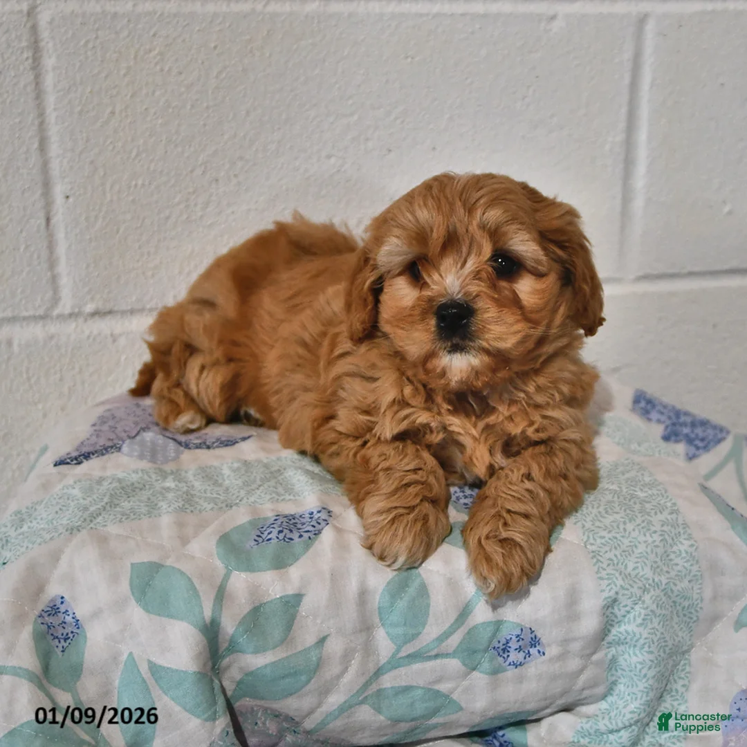 Cavapoo dogs for sale: Cooper - Ad 3