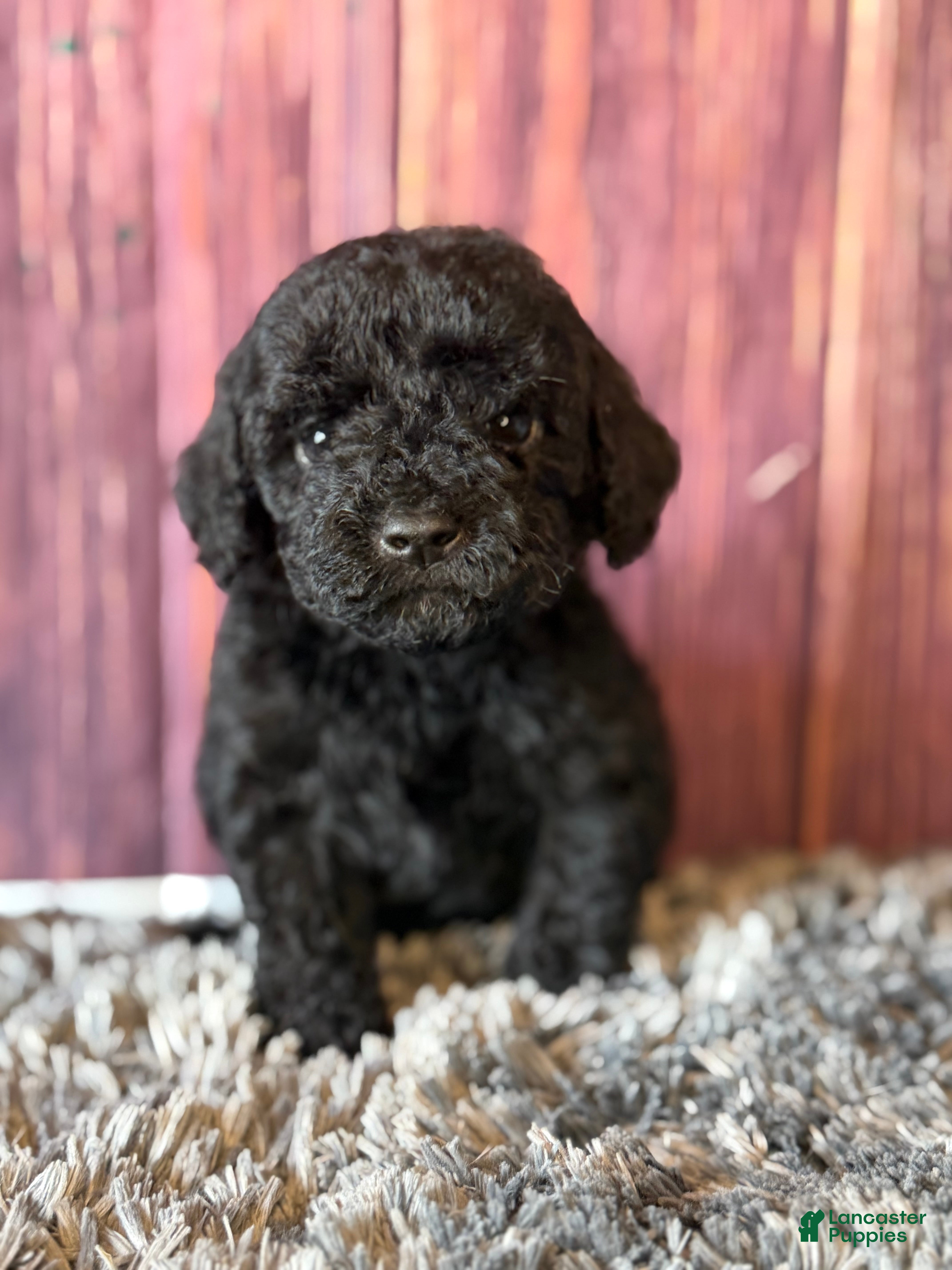 Cockapoo dogs Axel - Ad 1