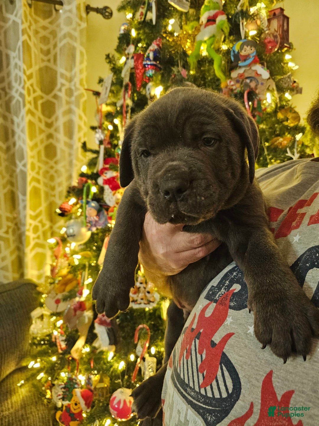 Cane Corso dogs for sale: Loki - Ad 2