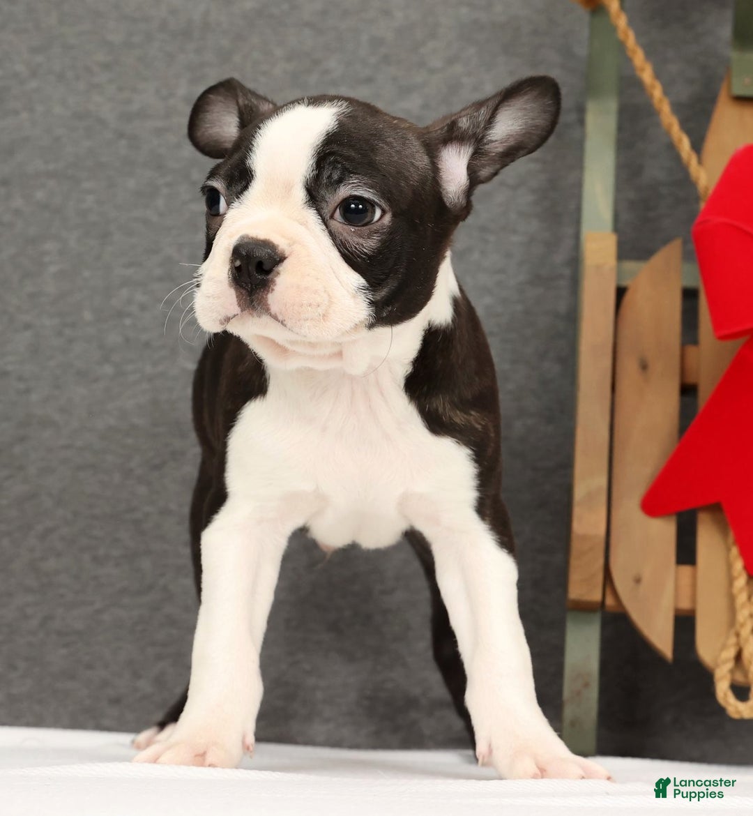 Boston Terrier dogs for sale: Flash - Ad 6