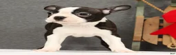 Boston Terrier dogs for sale: Flash - Ad 6