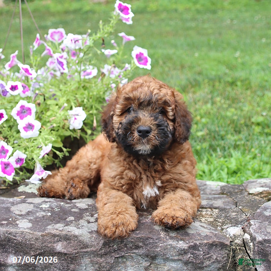 Whoodle dogs Braxton - Ad 1
