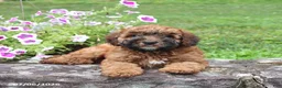 Whoodle dogs for sale: Braxton - Ad 1