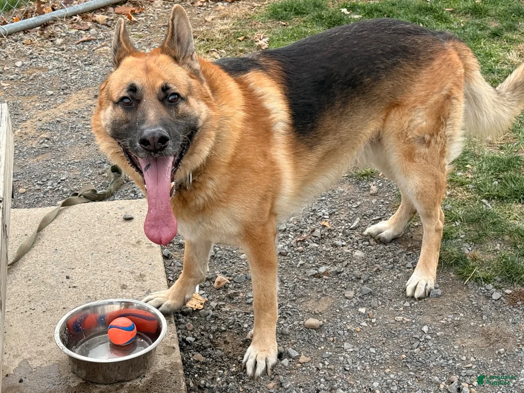 German Shepherd dogs for stud: Klaus - Ad 2