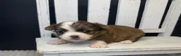 Chihuahua dogs for sale: Rocky - Ad 13