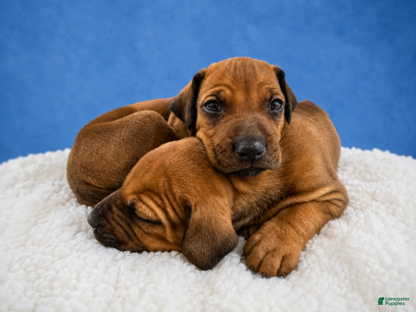 Rhodesian Ridgeback dogs Rhodesian Ridgeback Puppy 4 - Ad 4
