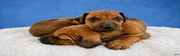 Rhodesian Ridgeback dogs for sale: Rhodesian Ridgeback Puppy 4 - Ad 1