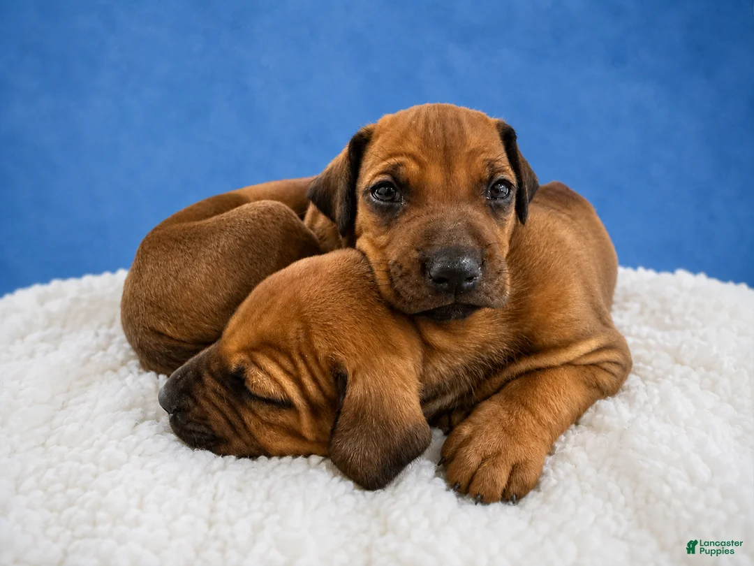 Rhodesian Ridgeback dogs for sale: Rhodesian Ridgeback Puppy 4 - Ad 1
