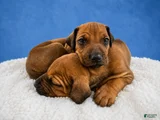 Rhodesian Ridgeback Puppy 4