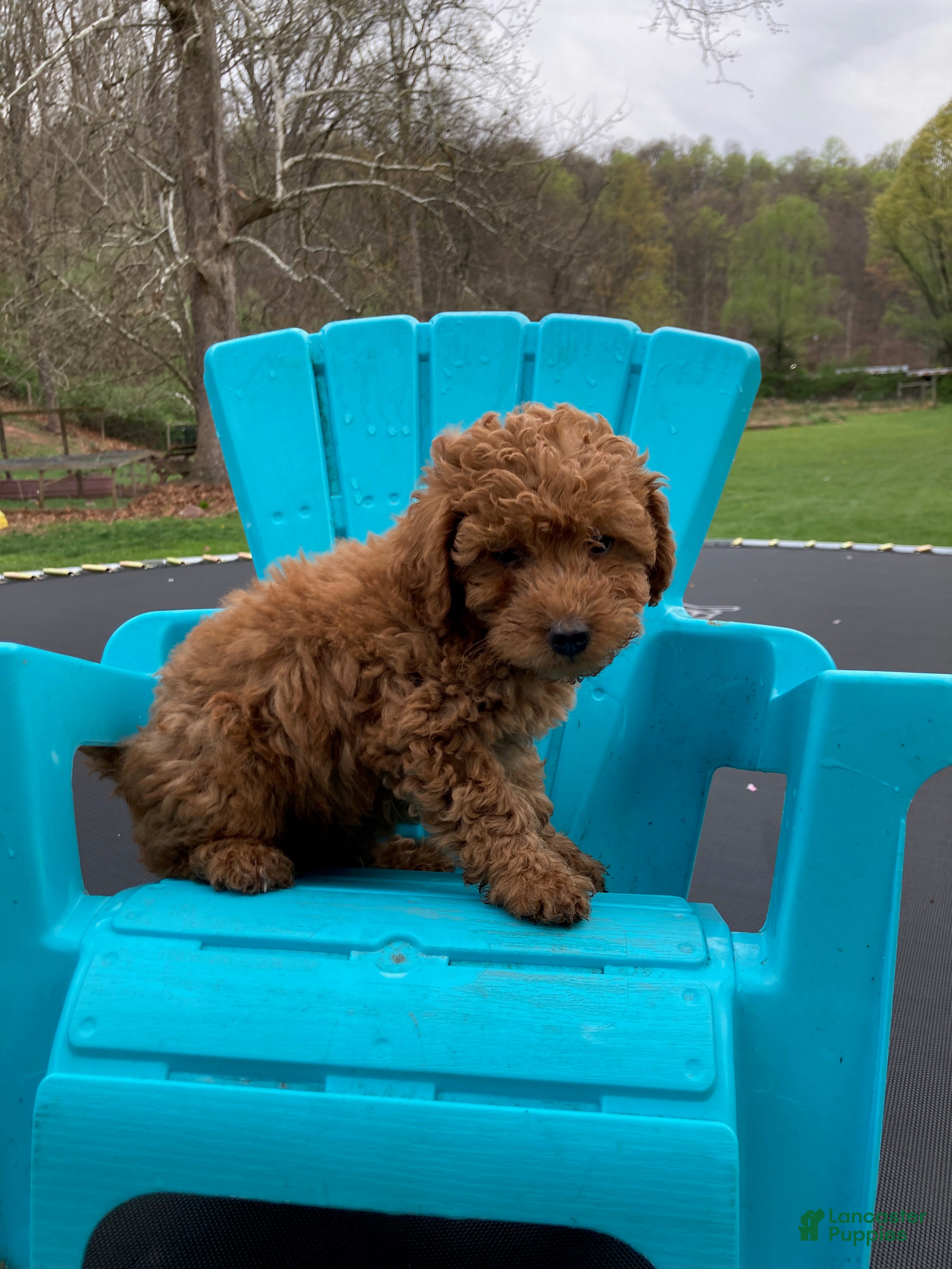 Miniature Poodle dogs Copper - Ad 2
