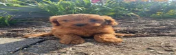 Cavapoo dogs for sale: Ruby - Ad 8
