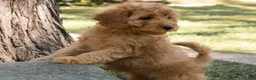 Goldendoodle dogs for sale: Muffin - Ad 7