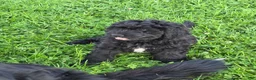 Bernedoodle dogs for sale: Bernedoodle 4 - Ad 6