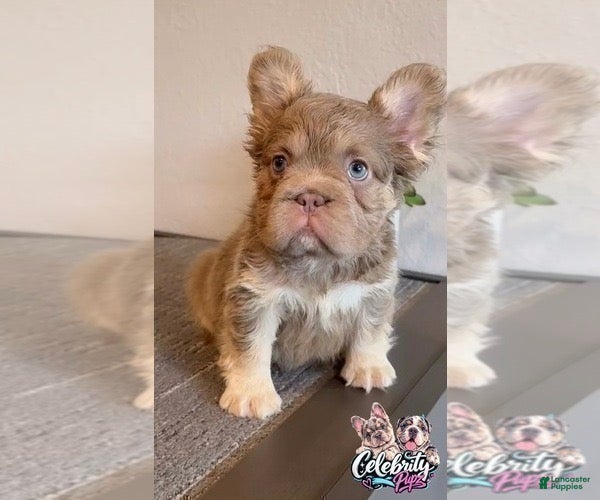 French Bulldog dogs FENDI - ISABELLA TAN BIG ROPE IN LA CA - DELIVERY USA - Ad 38