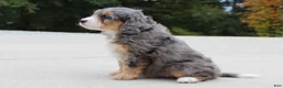 Mini Bernedoodle dogs for sale: Penny  - Ad 3