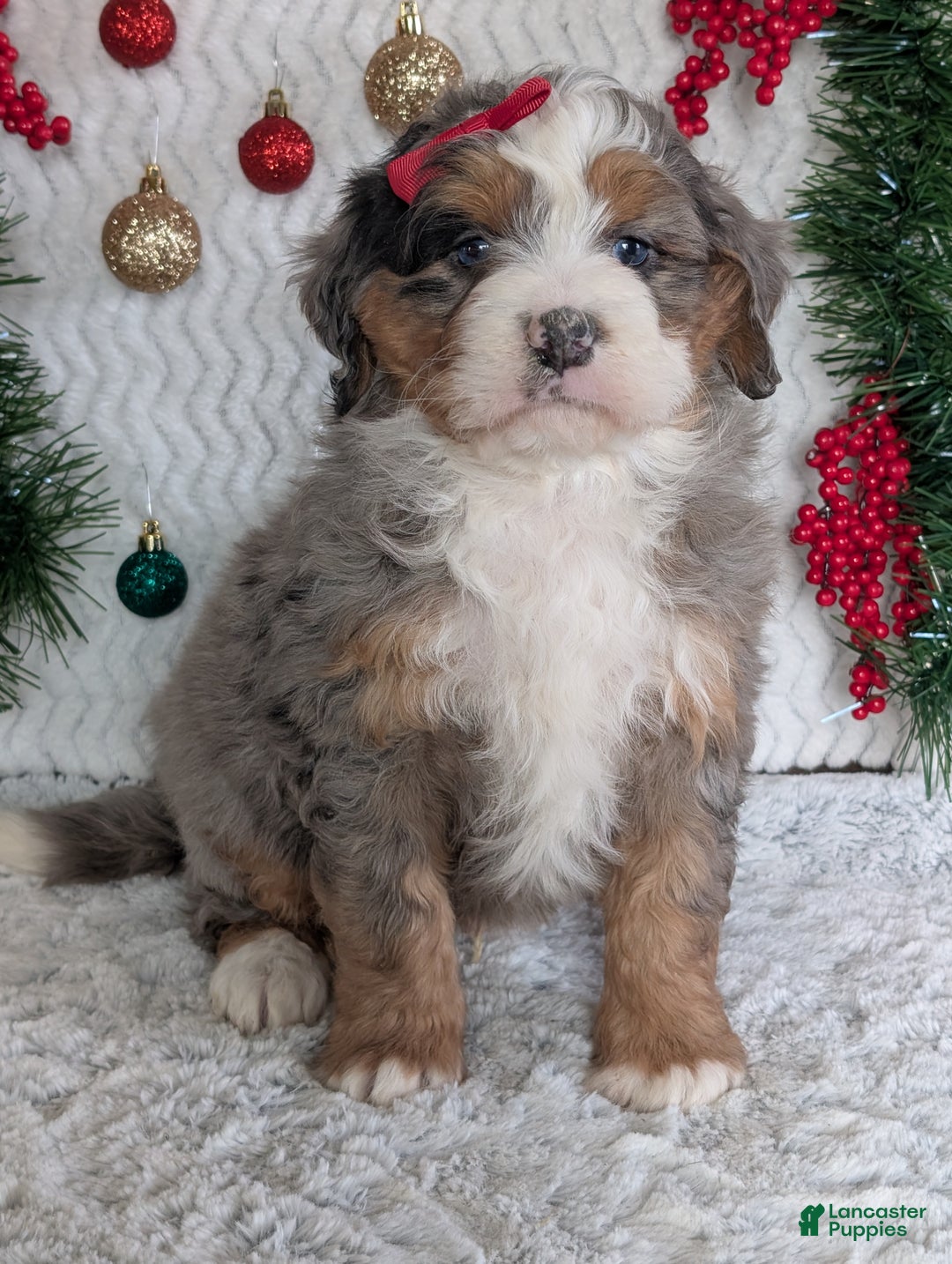 Mini Bernedoodle dogs for sale: Mini Hayes - Ad 22