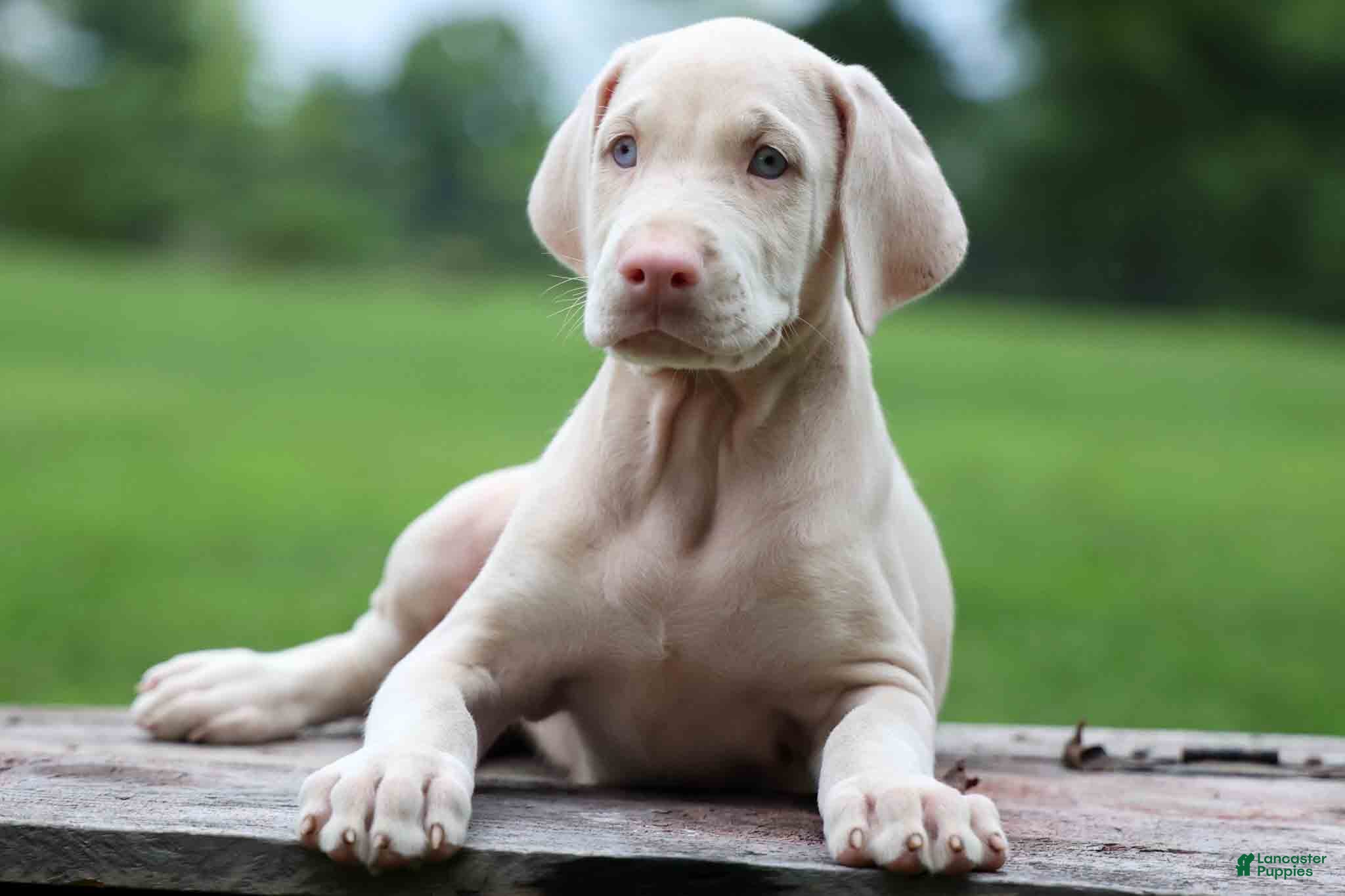 Doberman Pinscher dogs Gabby 💕 - Ad 1