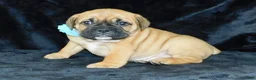 Mixed Breed dogs for sale: Buster - Ad 5