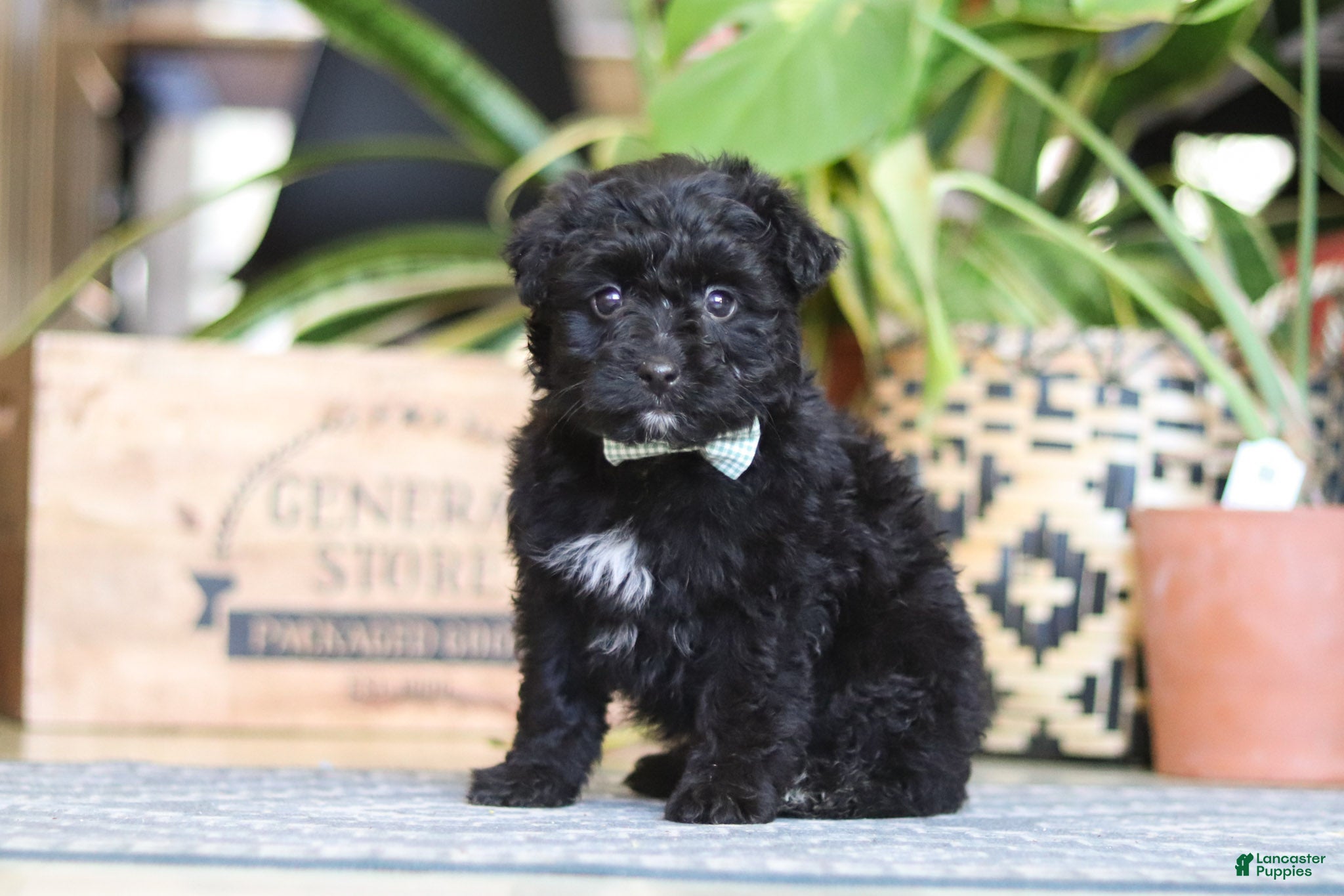 Mixed Breed dogs Shadow - Ad 2