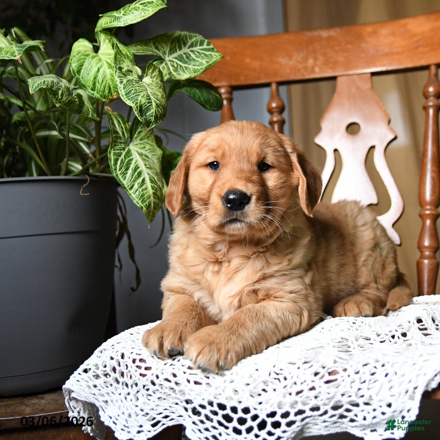 Golden Retriever dogs Clementine - Ad 1