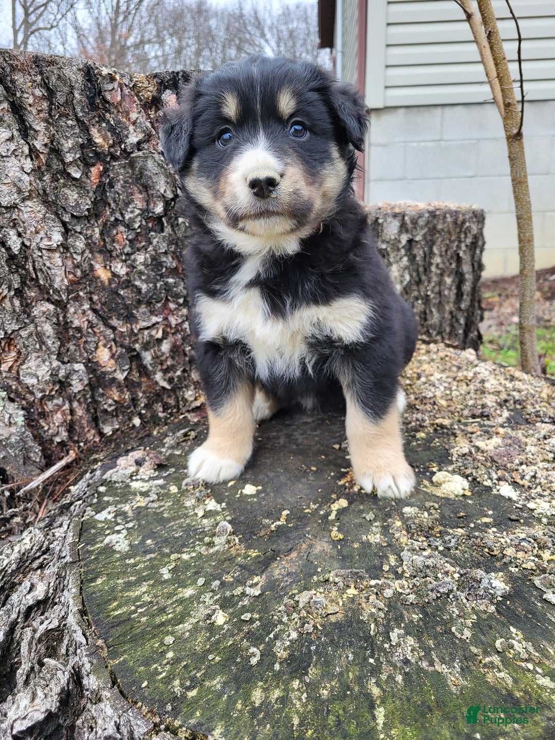 Mixed Breed dogs for sale: Pete - Ad 4