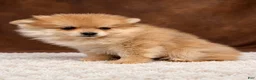 Pomeranian dogs for sale: Pomeranian 5 - Ad 3